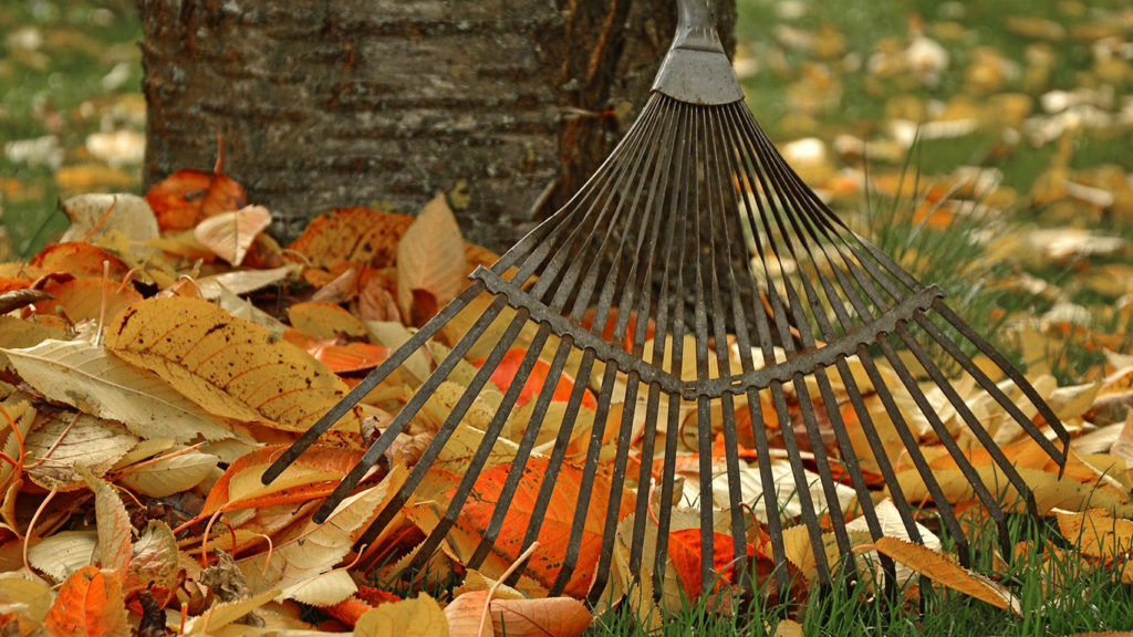 raking leaves